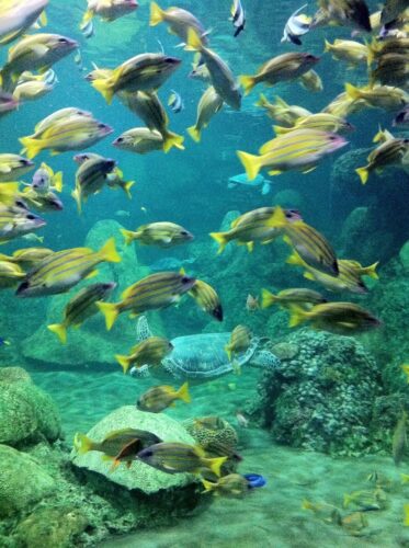 New England Aquarium Fish Tank