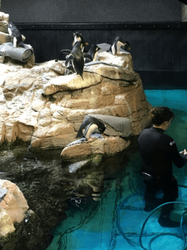 New England Aquarium Penguins