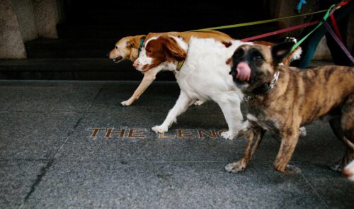 Dogs outside Lenox Hotel