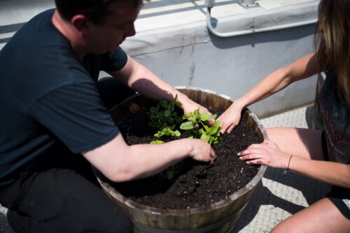 planting the rooftop garden