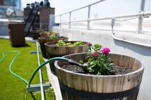 plants on the rooftop garden